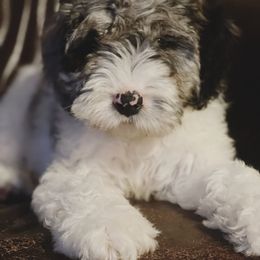 Springerdoodle Puppies from Just Doodling