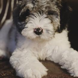 Springerdoodle Puppies from Just Doodling