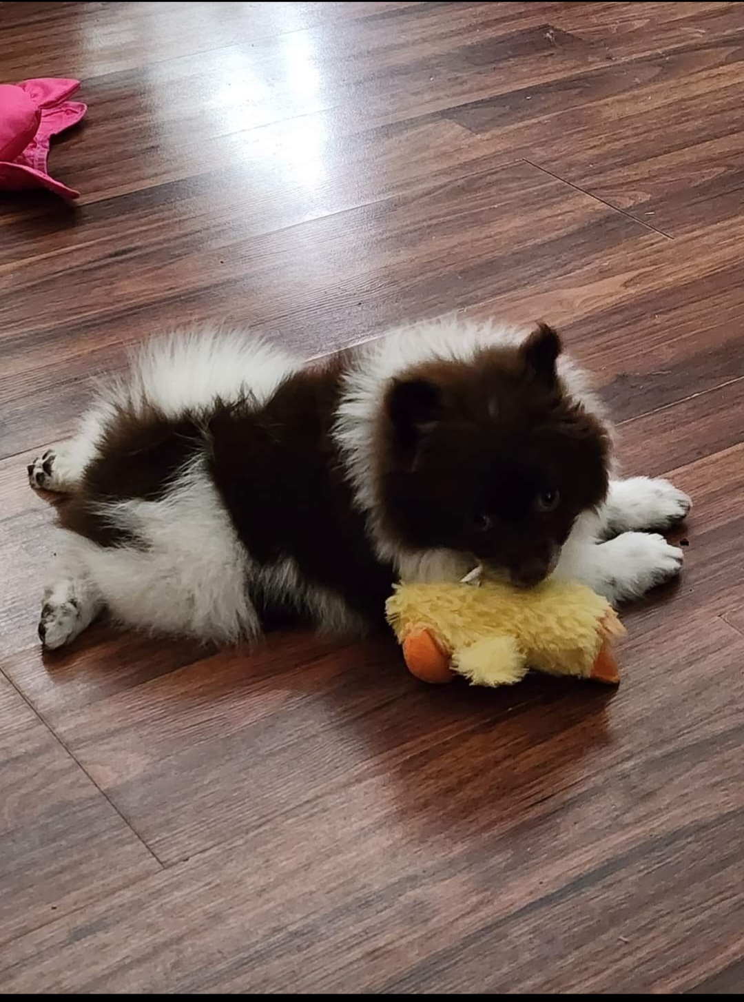 Pomeranian Puppies from Merri's Pom's