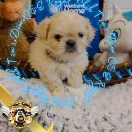 Chihuahua and Shih Tzu Puppies from C&E Royal Shih Tzu