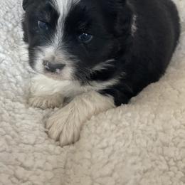Miniature Australian Shepherd and Shih Tzu Puppies from J&R Aussies