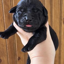 Skye - Black female Labrador Retriever puppy in Tomahawk, Wisconsin from Mahner Labs