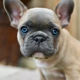 French Bulldogs from Lamour Frenchbulldogs