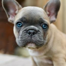French Bulldogs from Lamour Frenchbulldogs