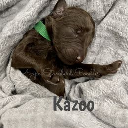 Poodle Puppies from Agape Standard Poodles