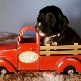 Goldendoodle Puppies from Magical Goldendoodles of Pioneer Valley, MA