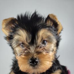 Pink collar girl - Black and tan female Yorkshire Terrier puppy in Jacksonville, Florida from Yorkieology
