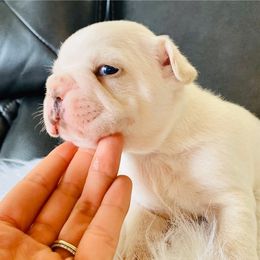 French Bulldog Puppies from Frenchie Paws