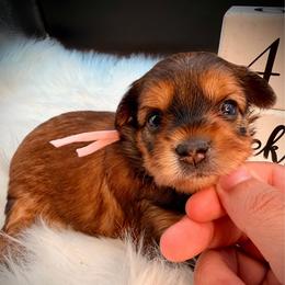 Chocolate girl pink - Chocolate, tan and white female Yorkshire Terrier puppy in Machesney Park, Illinois from Three Yorkie Family