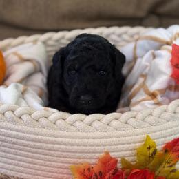 Cinnamon latte - Phantom female Poodle puppy in Grover Beach, California from Central Coast Poodle Paws
