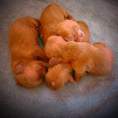 English Toy Spaniel Puppies from Skyline