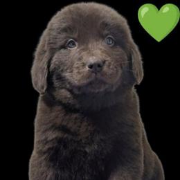 Female 4 - Brown female Newfoundland puppy in Burfordville, Missouri from Umfleet Farms