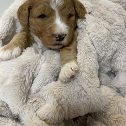 Goldendoodle and Golden Retriever Puppies from Valley of the Sun Breeders