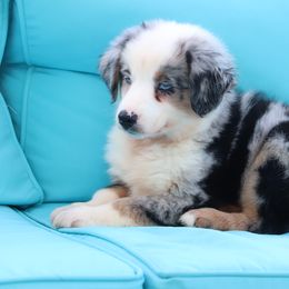 Chance - Blue merle male Miniature Australian Shepherd puppy in Goliad, Texas from Sassy Lil Aussies and Diamond W Poodles