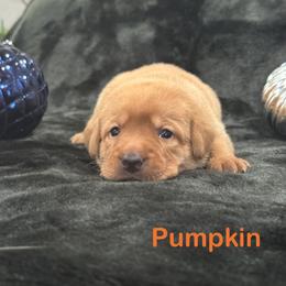 Pumpkin - Yellow female Labrador Retriever puppy in Tigard, Oregon from Morrison Labrador Retreivers