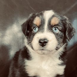 Dash - Black tri male Miniature Australian Shepherd puppy in Sulphur, Oklahoma from Barnyard Aussies