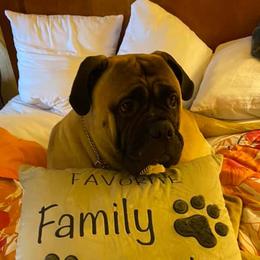Bullmastiffs from Bulwark Bullmastiffs