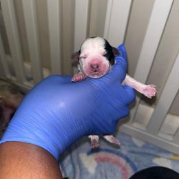 Dora - Parti female Yorkshire Terrier puppy in Gastonia, North Carolina from Banks Dynasty Kennel