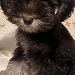Miniature Australian Shepherds and Miniature Schnauzers from Blackbeard Schnauzers + Aussies