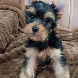 Fred - Blue and gold male Yorkshire Terrier puppy in Potomac, Maryland from Fabiana's Yorkshire Terriers