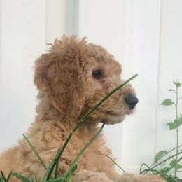 Goldendoodle Puppies from Sammy’s Doodles