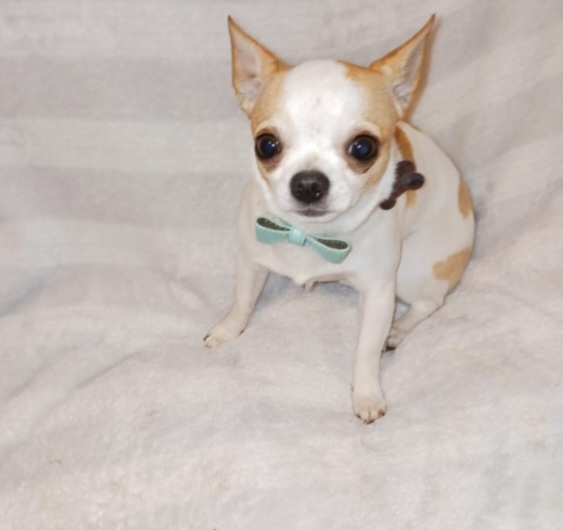 Malachi - Chihuahua