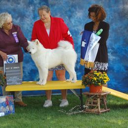 Samoyed All Grown Up from Ancient Dream Samoyeds