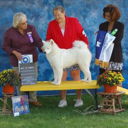 Samoyed All Grown Up from Ancient Dream Samoyeds