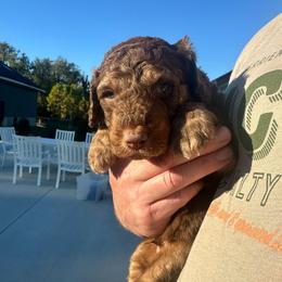 Spooky - Red phantom male Aussiedoodle puppy in Berrien Spring, Michigan from Red Bud Beautiful Doodles