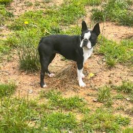 FiBi - Boston Terrier