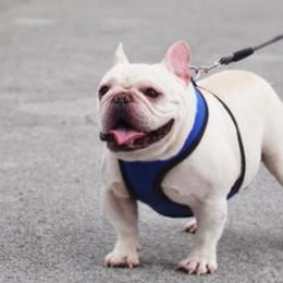 French Bulldogs, Maltese, and Shih Tzus from Puppies R Us