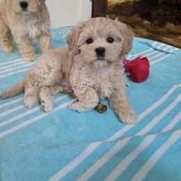 Alissa - Apricot female Maltipoo puppy in Washington from Mt.BakerPoodles&Doodles
