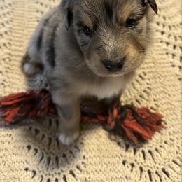 Blue Merle male 2 - Blue merle male Australian Shepherd puppy in Shoshone, Idaho from Copper Rose Kennel