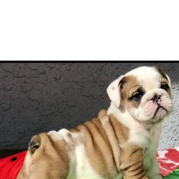 Bulldog Puppies from Bliss Bulldogs