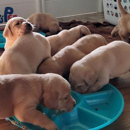 Labrador Retrievers from Charmed Labradors