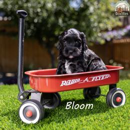 Bloom - Black female Australian Labradoodle puppy in Cashmere, Washington from Mountain Home Doodles
