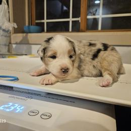 Girl 2 - female Australian Shepherd puppy in Wauneta, Nebraska from 4H Aussies