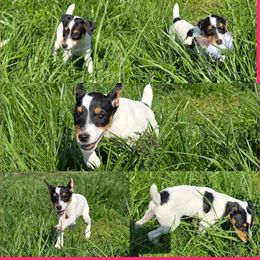 Companion Cross, Russell Terrier, and Yorkshire Terrier Puppies from Working W Kennels