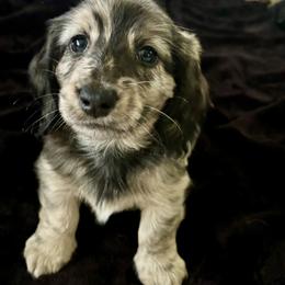 Dachshund Puppies from Boyer’s Dachshunds