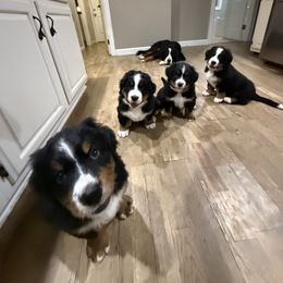 Bernese Mountain Dog Puppies from Country Feels Ranch