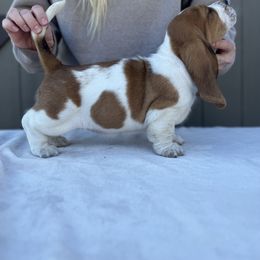 Basset Hound Puppies from Autumn Oak Basset Hounds
