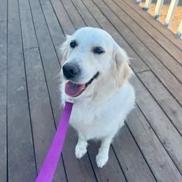Nala - Light golden female Golden Retriever puppy in Lodi, California from R3 Sport Dogs (R3 Goldens/ R3 Border Collies)
