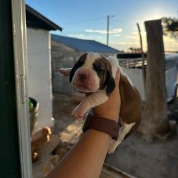 Boy 1 - Black brown and white male Basset Hound puppy in Las Animas, Colorado from J&D Dachsies