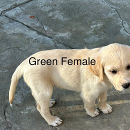 Green collar, Female - Cream female Cavapoo puppy in Lemoore, California from Linda's Puppies