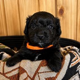 Walker - Black and white male Aussiedoodle puppy in Abbeville, South Carolina from Double E Doodles