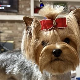 Yorkshire Terriers from Palmridge Show Dogs