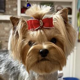 Yorkshire Terriers from Palmridge Show Dogs