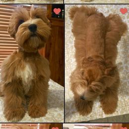 Ryan. - Wheaten male Miniature Schnauzer puppy in Texas from Blue Rose's Schnauzers