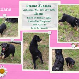 Sloane - Black tri-color female Australian Shepherd puppy in Asheboro, North Carolina from Stellar Aussies