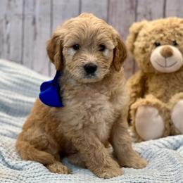 Biscuit - Cream male Goldendoodle puppy in The Woodlands, Texas from Gracie's Goldendoodles and Bernedoodles